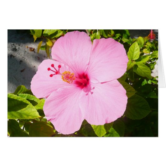 Roze Hibiscus Tropische Bloem (Voorkant Horizontaal)