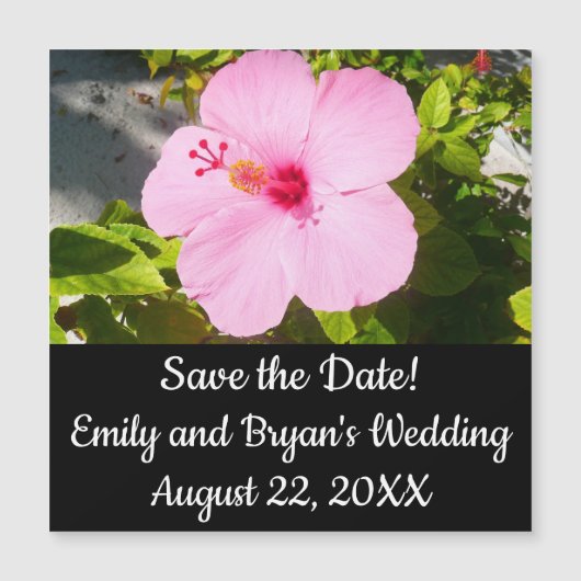 Roze Hibiscus Tropische Bloem (Voorkant)