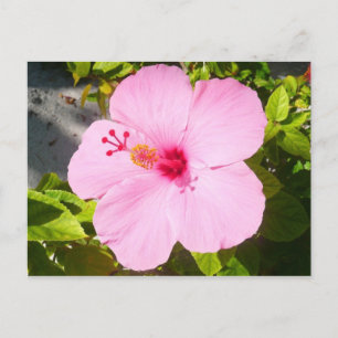 Roze Hibiscus Tropische Bloem Briefkaart