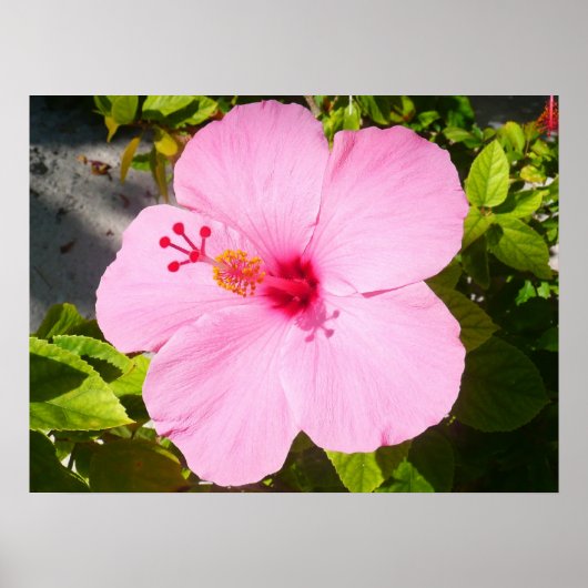 Roze Hibiscus Tropische Bloem Poster (Voorkant)