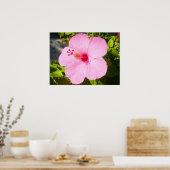 Roze Hibiscus Tropische Bloem Poster (Keuken)