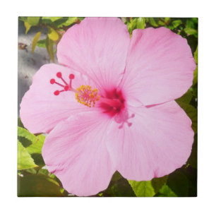 Roze Hibiscus Tropische Bloem Tegeltje