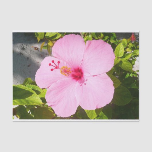 Roze Hibiscus Tropische Bloem Tissuepapier (Voorkant)