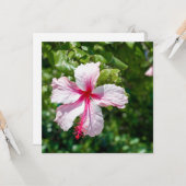 Roze Hibiscus Tropische Bloem Vergroting Dag Kaart (Voorkant / Achterkant in situ)