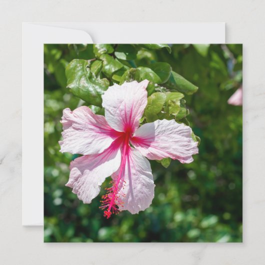 Roze Hibiscus Tropische Bloem Vergroting Dag Kaart (Voorkant)