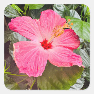  Roze Hibiscus Vierkante Sticker