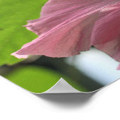 Roze hibiscus vlok dicht poster (Hoek)