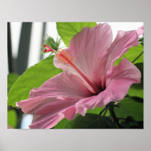 Roze hibiscus vlok dicht poster