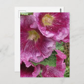 Roze hollyhock briefkaart (Voorkant / Achterkant)
