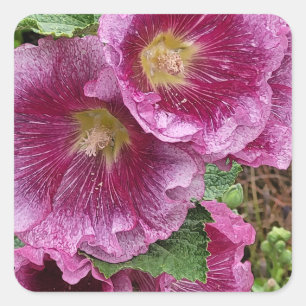 Roze hollyhock vierkante sticker