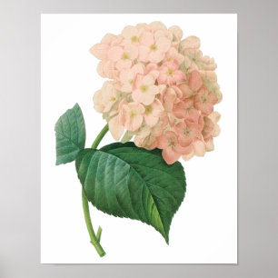 Roze Hortensia Bloem door Redoute Poster