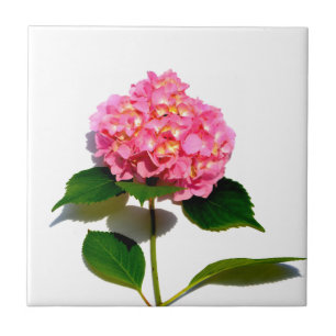 Roze hortensia roze bloem roze bloesem tegeltje