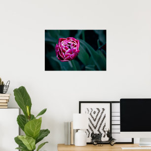Roze humeurige tulp poster