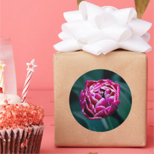 Roze humeurige tulp ronde sticker