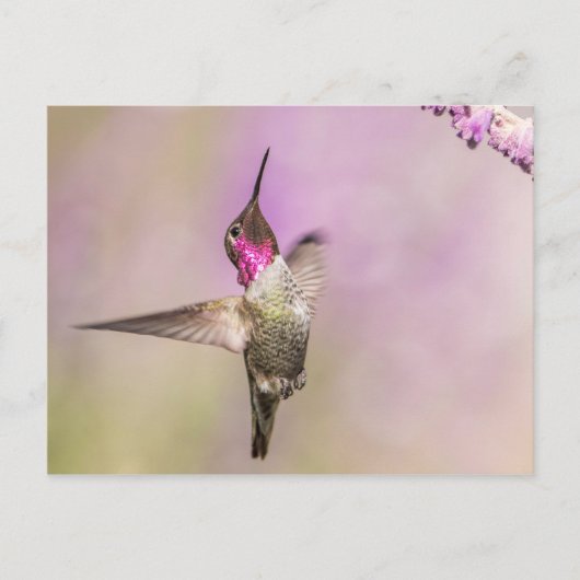 Roze Hummingbird Posing in Flight Briefkaart (Voorkant)