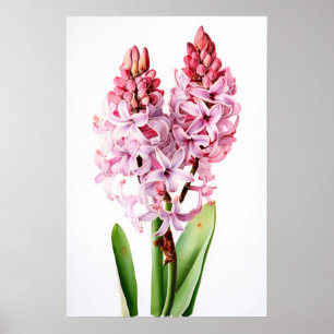 Roze Hyacint Bloemenkunst Print Poster