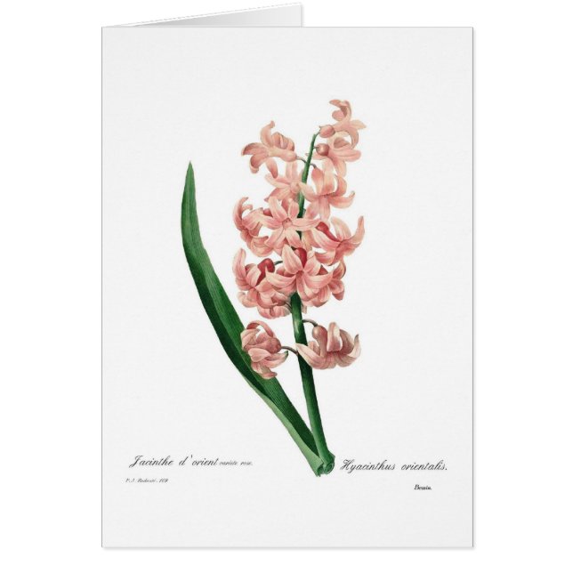 Roze hyacinth (Voorkant)