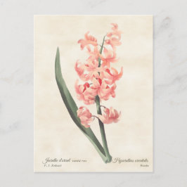 Roze hyacinth Botanische illustratie Briefkaart