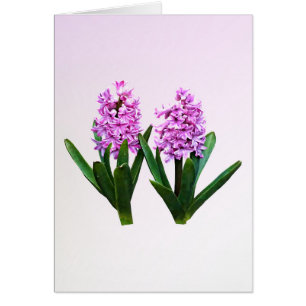 Roze hyacinth Duo