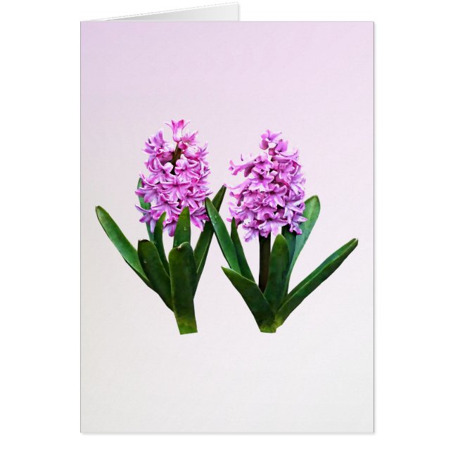 Roze hyacinth Duo (Voorkant)