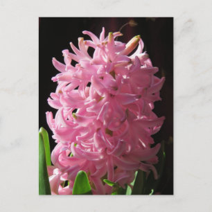 Roze hyacinth-ventilator briefkaart