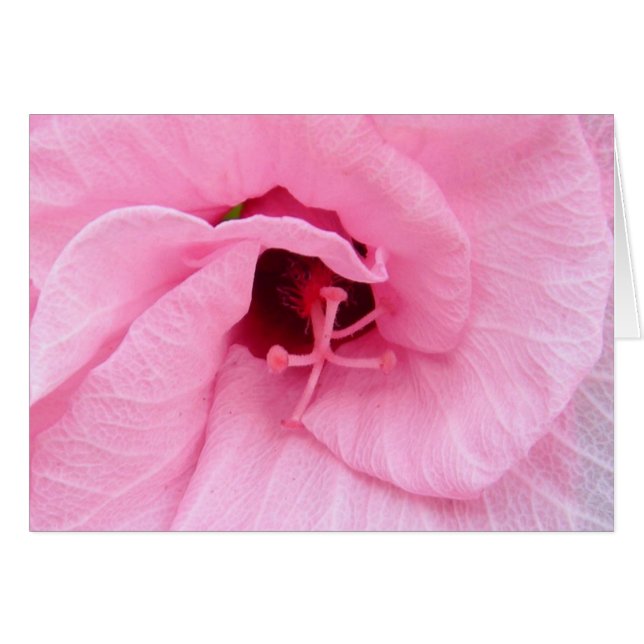 Roze Hybiscus (Voorkant Horizontaal)