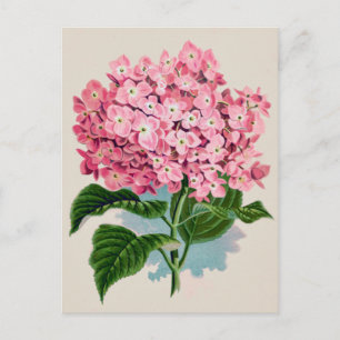  Roze Hydrangea Bloem Briefkaart