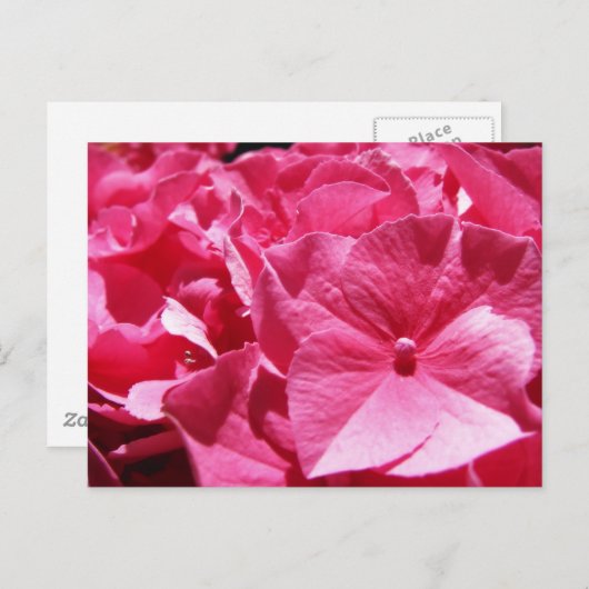 Roze hydrangea briefkaart (Voorkant / Achterkant)