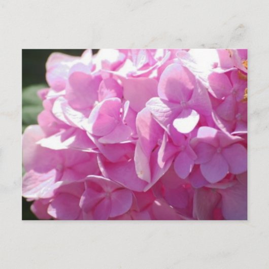 Roze hydrangea briefkaart (Voorkant)