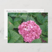 Roze hydrangea briefkaart (Voorkant / Achterkant)