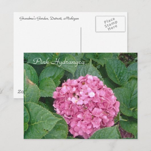 Roze hydrangea briefkaart (Voorkant / Achterkant)
