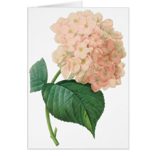  Roze hydrangea Hortensia Bloem door Redoute