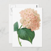 Roze hydrangea Hortensia Bloem door Redoute Briefkaart (Voorkant / Achterkant)