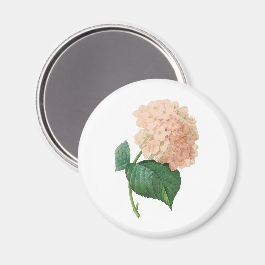  Roze hydrangea Hortensia Bloem door Redoute Magneet (Voorkant / Achterkant)