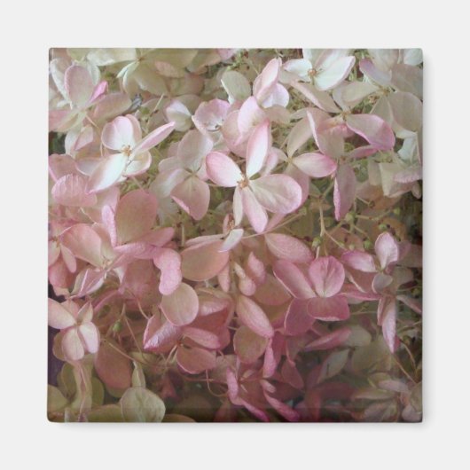 roze Hydrangea Magnet Magneet (Voorkant)