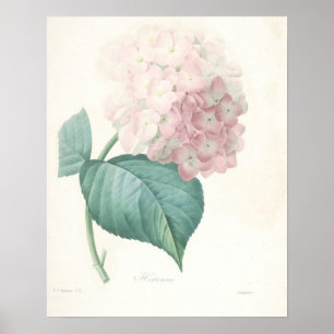 Roze hydrangea poster