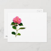 Roze hydrangea roze florroze bloem briefkaart (Voorkant / Achterkant)