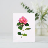 Roze hydrangea roze florroze bloem briefkaart (Staand voorkant)