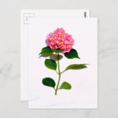 Roze hydrangea roze florroze bloem briefkaart (Voorkant / Achterkant)
