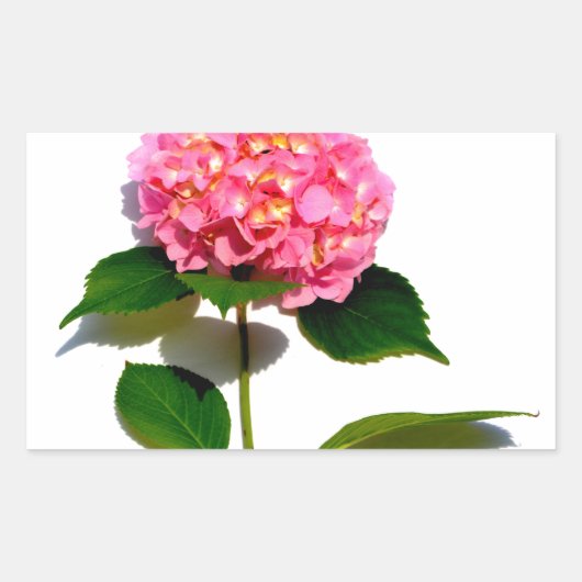 Roze hydrangea roze florroze bloem rechthoekige sticker (Voorkant)