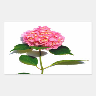 Roze hydrangea roze florroze bloem rechthoekige sticker