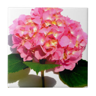 Roze hydrangea roze florroze bloem tegeltje