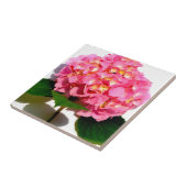 Roze hydrangea roze florroze bloem tegeltje (Zijkant)