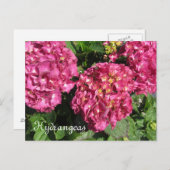 Roze hydrangeas briefkaart (Voorkant / Achterkant)