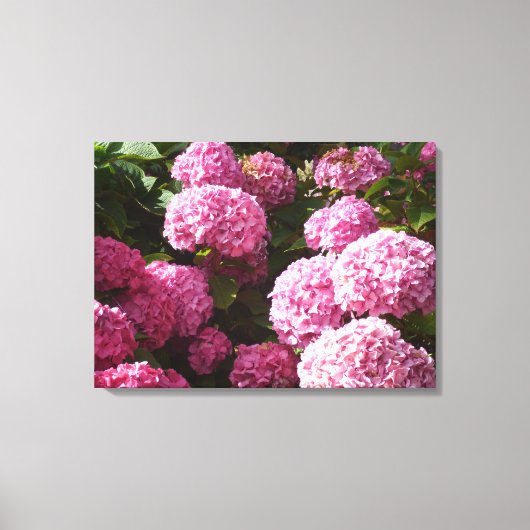 Roze hydrangeas canvas afdruk (Voorkant)