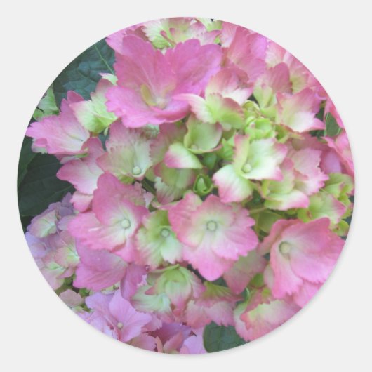 Roze hydrangeas ronde sticker (Voorkant)