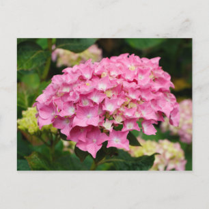 Roze hydrangebloemen briefkaart