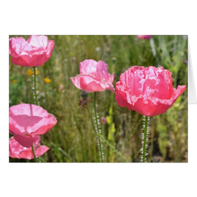 Roze IJslandse papaver (Voorkant Horizontaal)