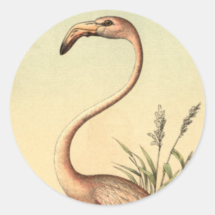 roze illustratie van Flamingo Ronde Sticker