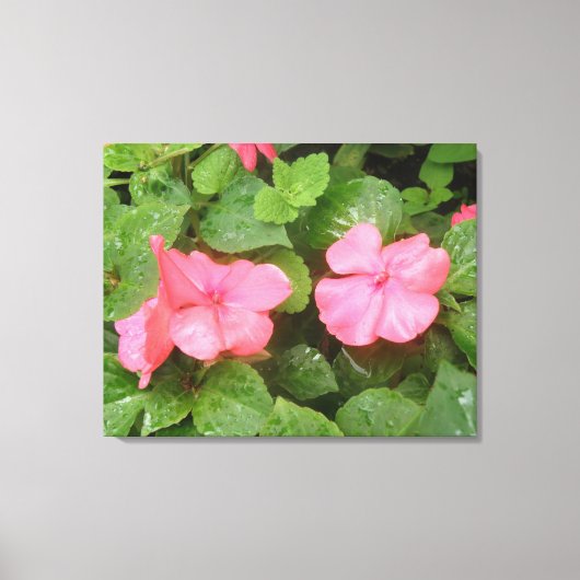 Roze Impatiens Flowers Canvas Afdrukken (Voorkant)